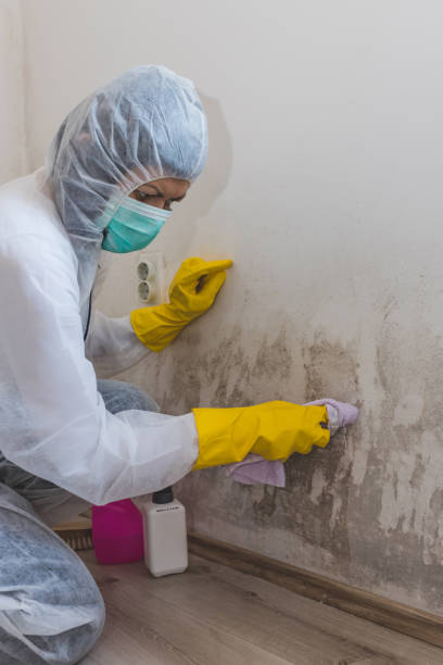 Best Mold Removal for HVAC Installations  in Redland, AL