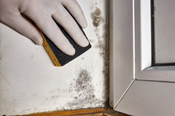 Best Forensic Mold Investigation  in Redland, AL